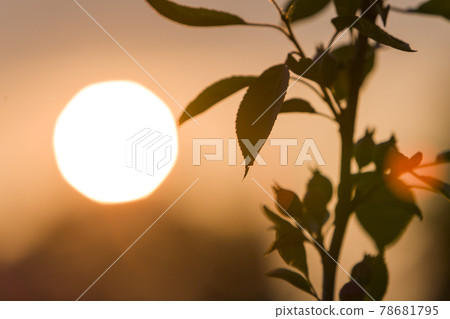Dark green leaves of plant on copy space background of bright evening sky and big white sun. Dark green leaves of plant on copy space background of bright evening sky and big white sun. 78681795