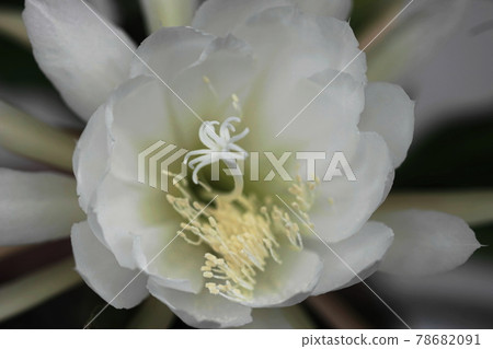 六月稻城 531 Epiphyllum / Cactaceae 六月稻城 531 Epiphyllum / Cactaceae 78682091