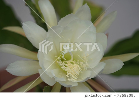 六月稻城 529 Epiphyllum / Cactaceae 六月稻城 529 Epiphyllum / Cactaceae 78682093