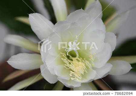 六月稻城 530 Epiphyllum / Cactaceae 六月稻城 530 Epiphyllum / Cactaceae 78682094