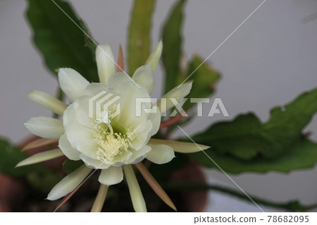 六月稻城 527 Epiphyllum / Cactaceae 六月稻城 527 Epiphyllum / Cactaceae 78682095