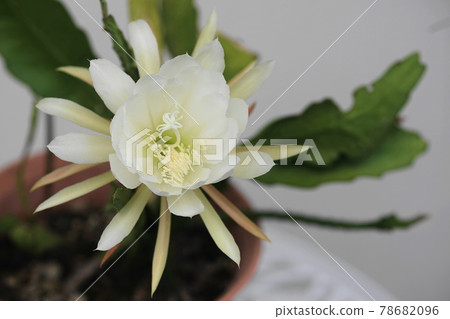六月稻城 528 Epiphyllum / Cactaceae 六月稻城 528 Epiphyllum / Cactaceae 78682096