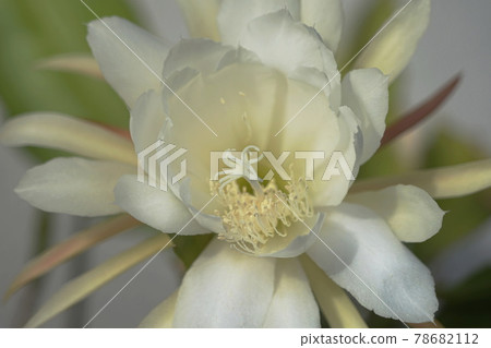 六月稻城 510 Epiphyllum / Cactaceae 78682112