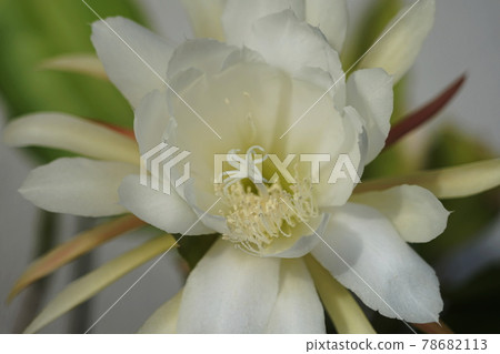六月稻城 511 Epiphyllum / Cactaceae 六月稻城 511 Epiphyllum / Cactaceae 78682113