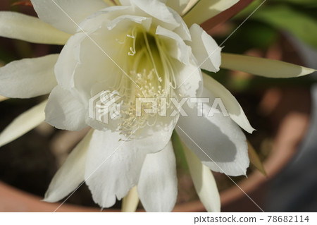 June Inagi 512 Epiphyllum / Cactaceae June Inagi 512 Epiphyllum / Cactaceae 78682114