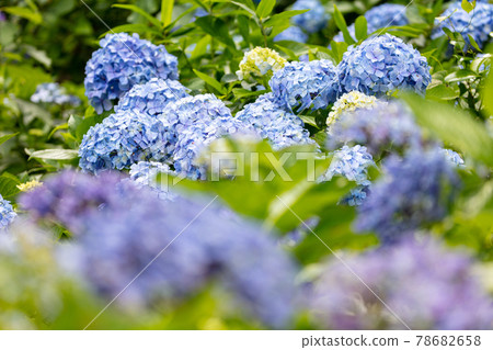 Hydrangea from Asukayama Park 78682658