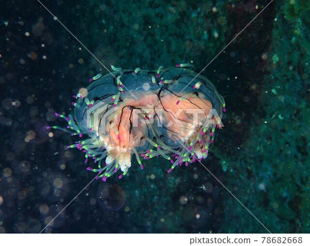 Flower hat jellyfish floating in the sea 78682668