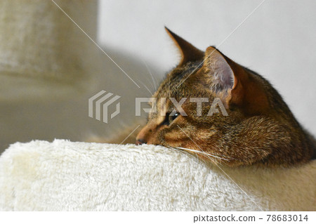 A 10-month-old Kijitora kitten, a male cat relaxing in a cat tower, profile A 10-month-old Kijitora kitten, a male cat relaxing in a cat tower, profile 78683014