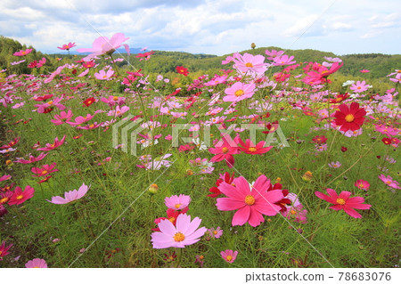 [Hokkaido] Cosmos in the national Takino Suzuran Hillside Park 78683076