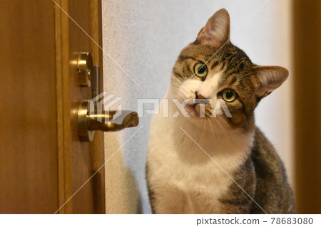 A 10-month-old Sabatra kitten, a male cat who wants to go to the next room A 10-month-old Sabatra kitten, a male cat who wants to go to the next room 78683080