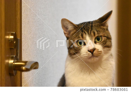 A 10-month-old Sabatra kitten, a male cat who wants to go to the next room A 10-month-old Sabatra kitten, a male cat who wants to go to the next room 78683081