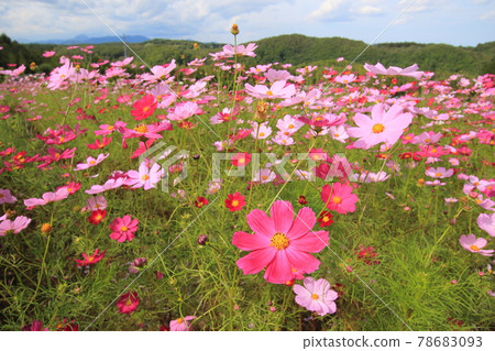 [Hokkaido] Cosmos in the national Takino Suzuran Hillside Park 78683093