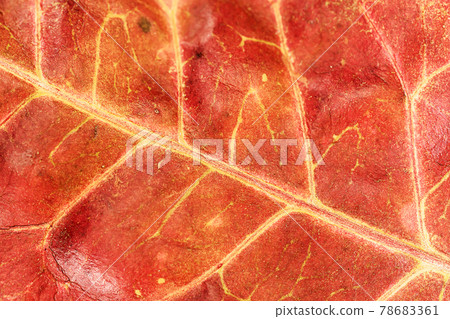 close up macro leaf texture 78683361