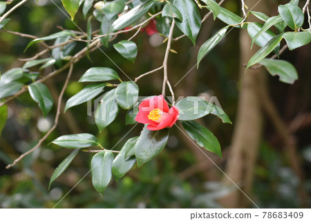 櫻花城跡公園紅山茶花盛開 櫻花城跡公園紅山茶花盛開 78683409