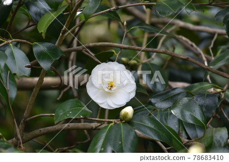 櫻花城遺址公園盛開的白山茶花 櫻花城遺址公園盛開的白山茶花 78683410