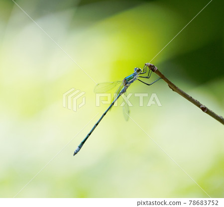 Half-silhouette of a blue damselfly ambushing on a thin branch in the shade 1 Half-silhouette of a blue damselfly ambushing on a thin branch in the shade 1 78683752