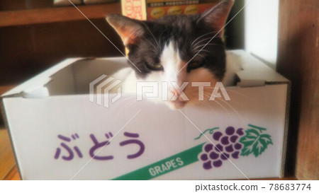 在一個紙板箱葡萄的貓 78683774