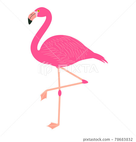 火烈鳥素材圖 78683832