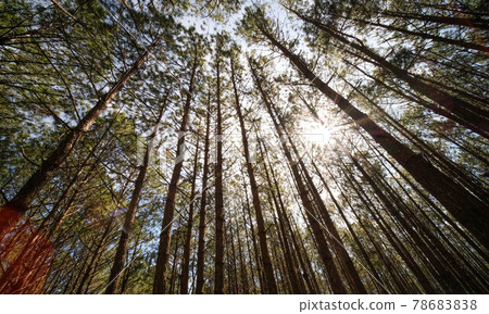View up or bottom view of pine trees in forest in sunshine. Royalty high-quality free stock photo image scenic view of big and tall pine tree with sun light in the forest when looking up blue sky View up or bottom view of pine trees in forest in sunshine. Royalty high-quality free stock photo image scenic view of big and tall pine tree with sun light in the forest when looking up blue sky 78683838