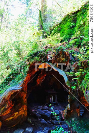 屋久島威爾遜的樹樁入口 78684108