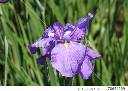 Iris in Shirasagi Park, Sakai City Iris in Shirasagi Park, Sakai City 78684269