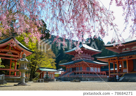 以垂枝櫻花裝飾的比叡山延歷寺東塔 78684271