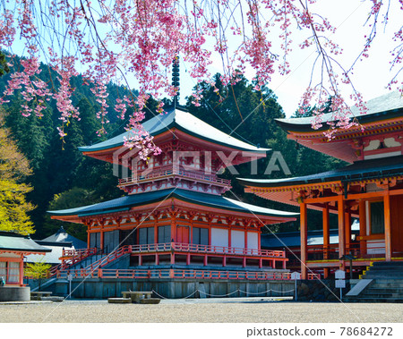以垂枝櫻花裝飾的比叡山延歷寺東塔 78684272
