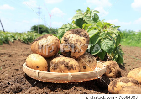 新鮮採摘的土豆 78684308