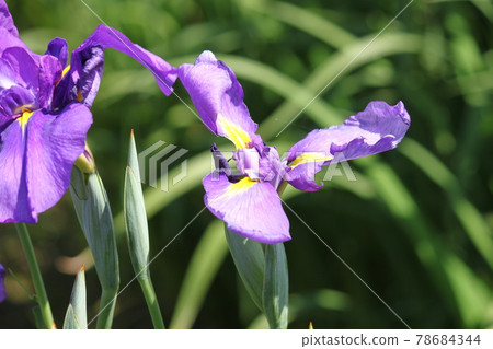 堺市白佐木公園的菖蒲 78684344