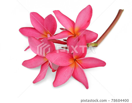 frangipani (plumeria) flowers on white background frangipani (plumeria) flowers on white background 78684400