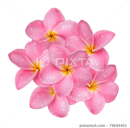 frangipani flower with drops of water isolated on white background. frangipani flower with drops of water isolated on white background. 78684401