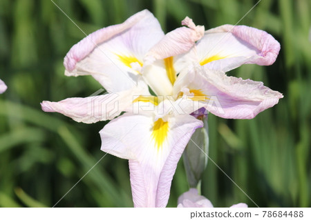 堺市白佐木公園的菖蒲 堺市白佐木公園的菖蒲 78684488