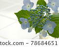 Hydrangea 78684651