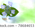 Hydrangea 78684653