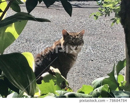 Stray cat from the shade of grass 78684784