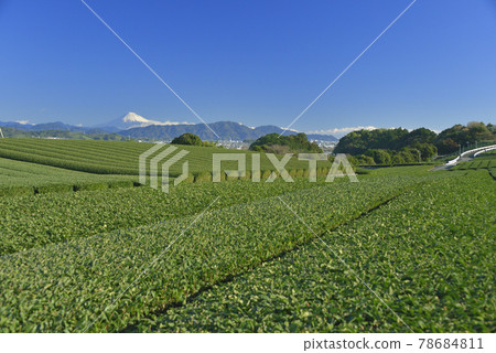 Tea plantation and Mt. Fuji 78684811