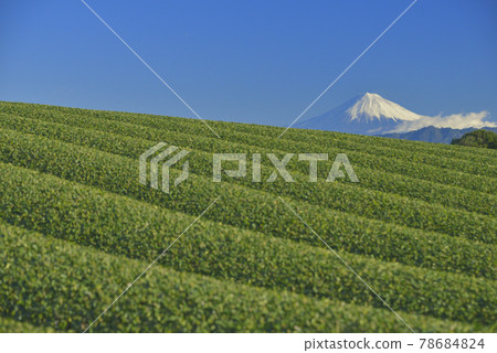茶園和富士山 茶園和富士山 78684824