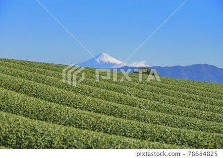 Tea plantation and Mt. Fuji Tea plantation and Mt. Fuji 78684825