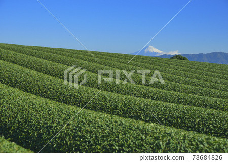 茶園和富士山 78684826