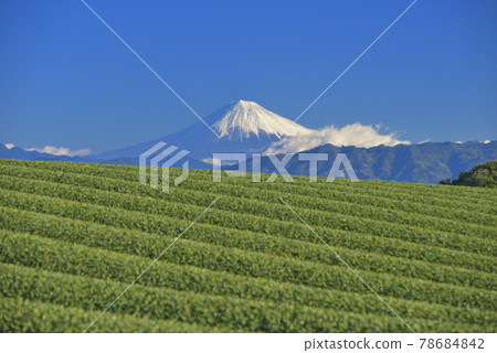 Tea plantation and Mt. Fuji Tea plantation and Mt. Fuji 78684842