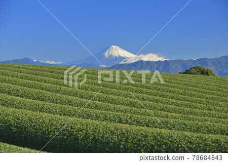 茶園和富士山 78684843