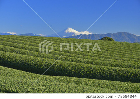 Tea plantation and Mt. Fuji 78684844
