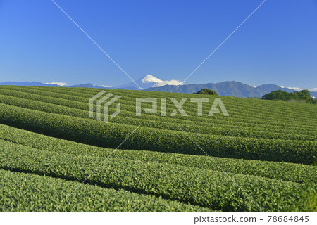 茶園和富士山 78684845