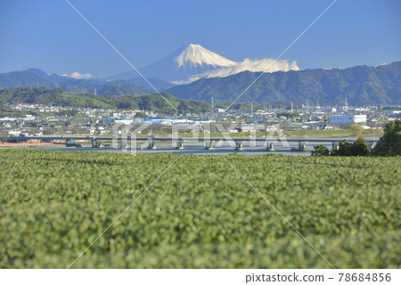 茶園和富士山 茶園和富士山 78684856