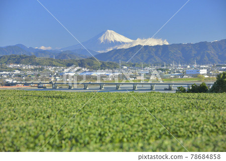 Tea plantation and Mt. Fuji Tea plantation and Mt. Fuji 78684858