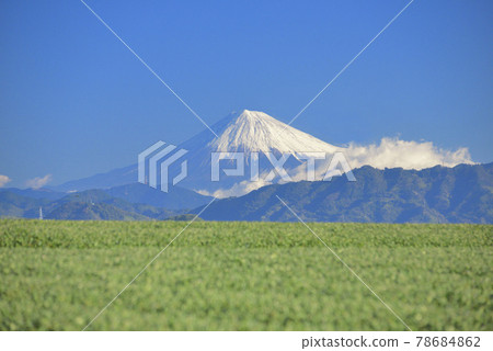 Tea plantation and Mt. Fuji 78684862