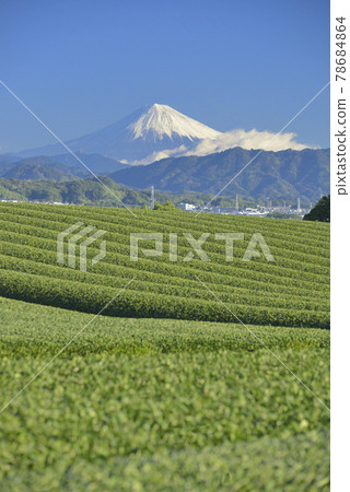 Tea plantation and Mt. Fuji 78684864