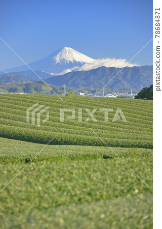 Tea plantation and Mt. Fuji 78684871