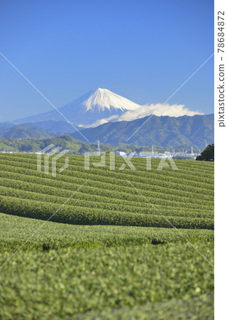 Tea plantation and Mt. Fuji 78684872
