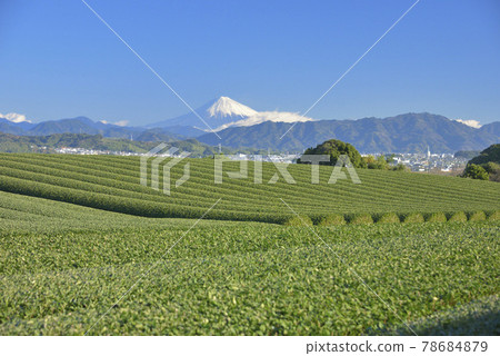 茶園和富士山 茶園和富士山 78684879